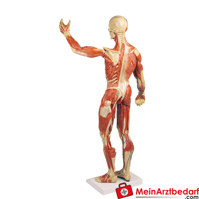 Erler Zimmer Figure musculaire