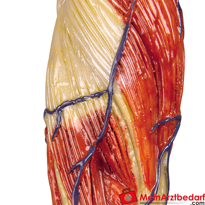 Erler Zimmer Figure musculaire