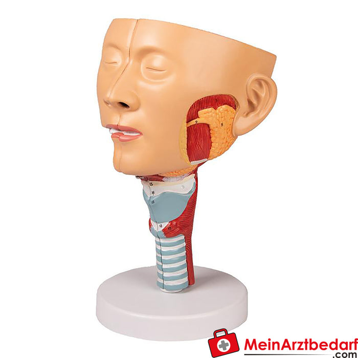 Erler Zimmer Head with throat and larynx