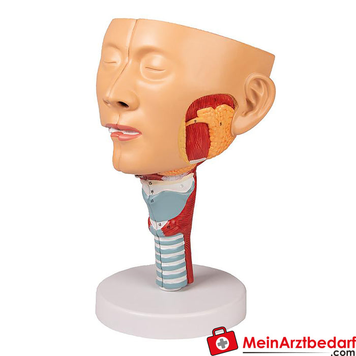 Erler Zimmer Tête avec pharynx et larynx