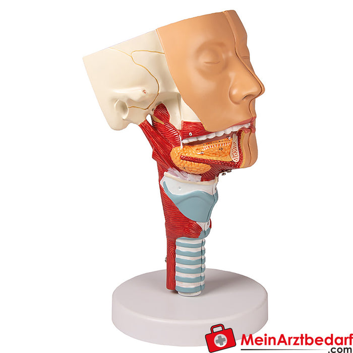 Erler Zimmer Head with throat and larynx