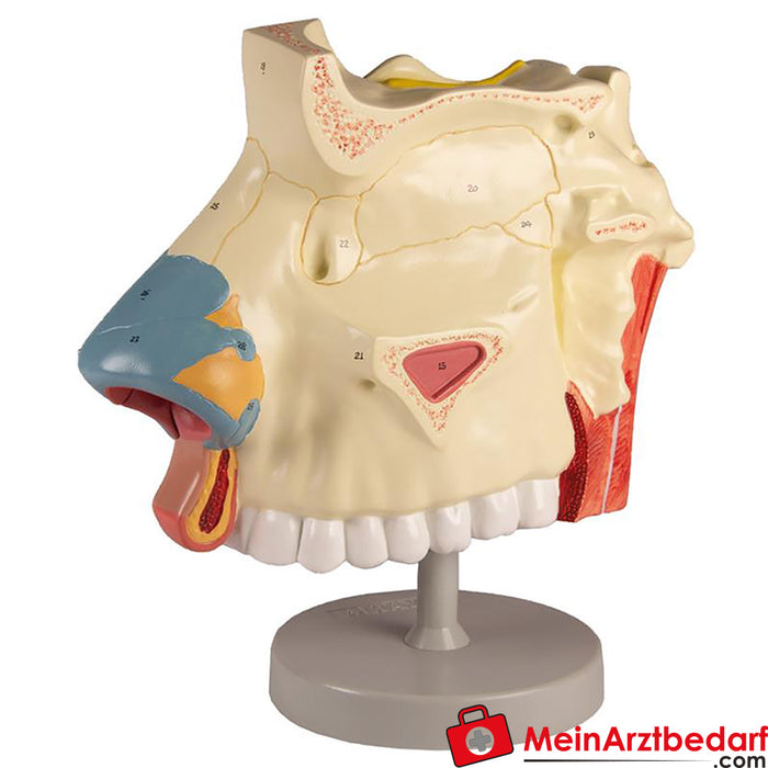 Erler Zimmer Nasal cavity, 3 parts