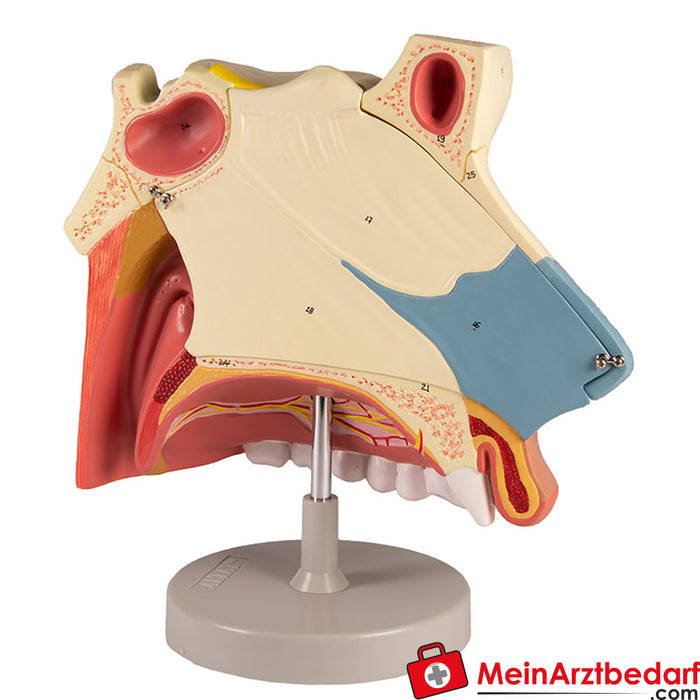 Erler Zimmer Cavidade nasal, 3 partes