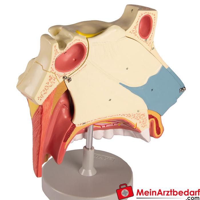 Erler Zimmer Cavidade nasal, 3 partes