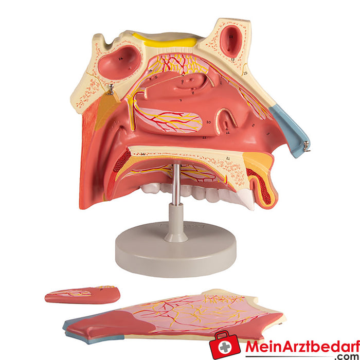 Erler Zimmer Cavidade nasal, 3 partes