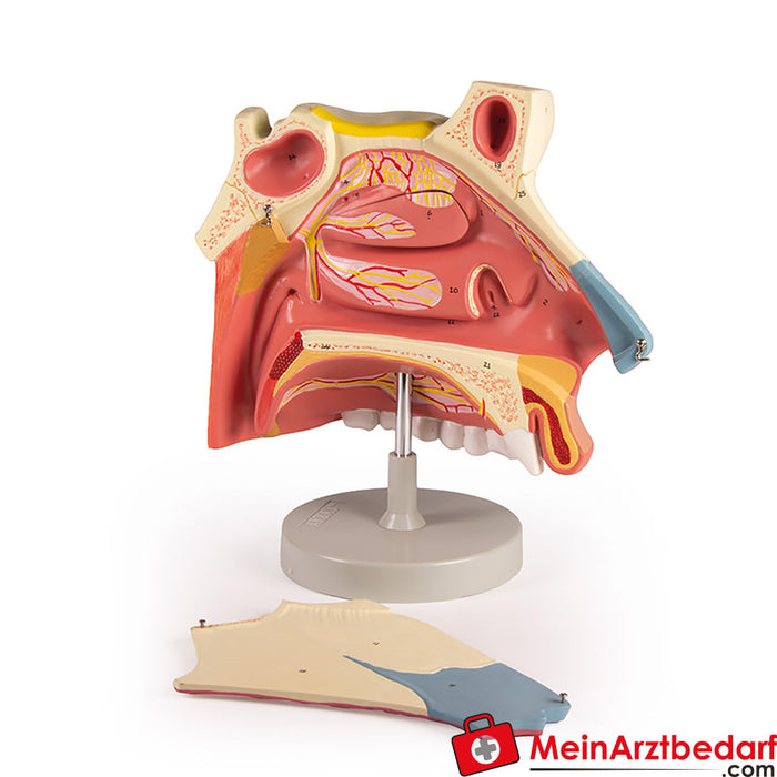 Erler Zimmer Nasal cavity, 3 parts