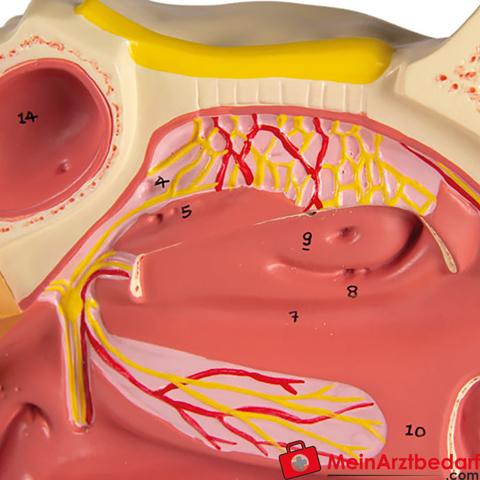 Erler Zimmer Cavidade nasal, 3 partes