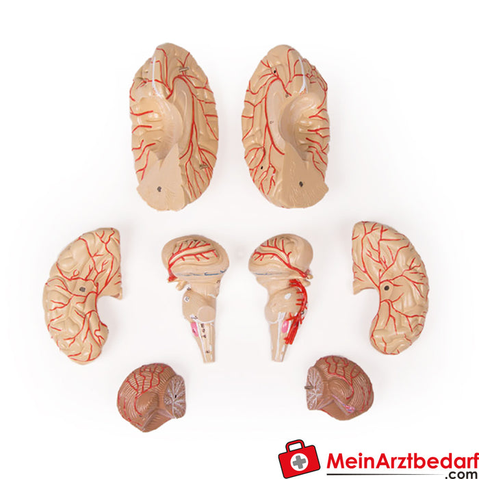 Erler Zimmer Brain model, 9 pieces with arteries