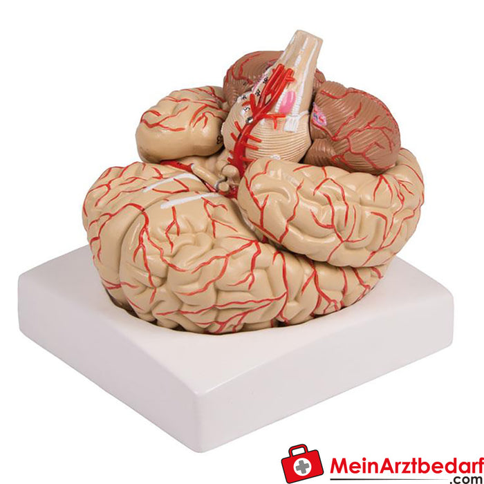 Modelo de cerebro de Erler Zimmer, 9 partes con arterias