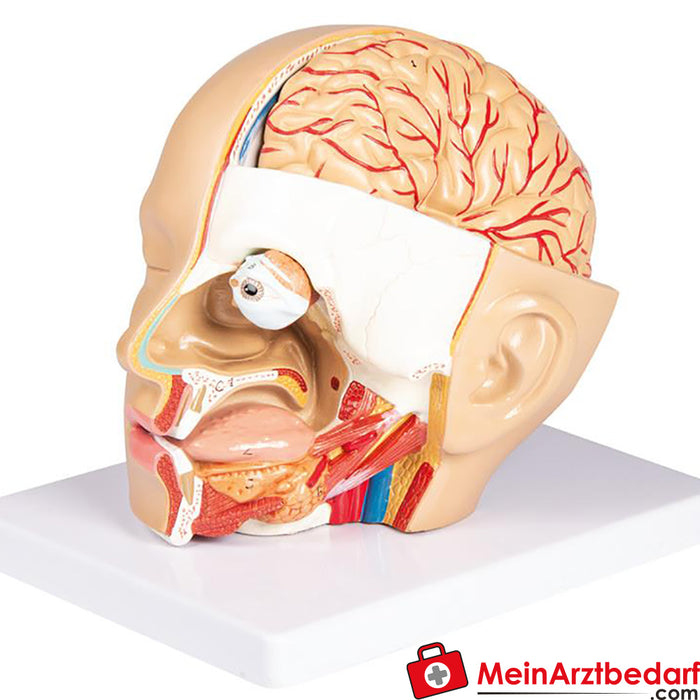 Erler Zimmer Kopf, zerlegbar, 4 Teile - EZ Augmented Anatomy