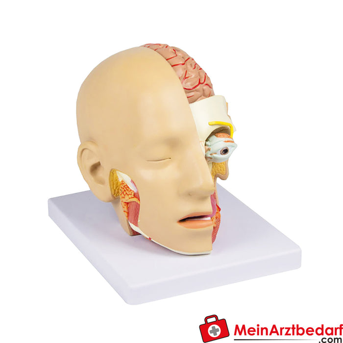 Erler Zimmer Kopf, zerlegbar, 4 Teile - EZ Augmented Anatomy
