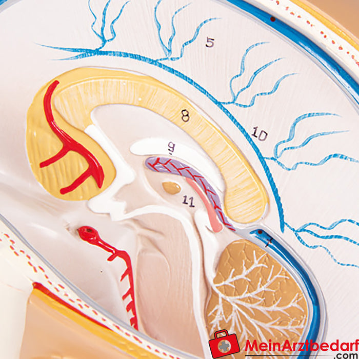 Erler Zimmer Tête, démontable, 4 pièces - EZ Augmented Anatomy