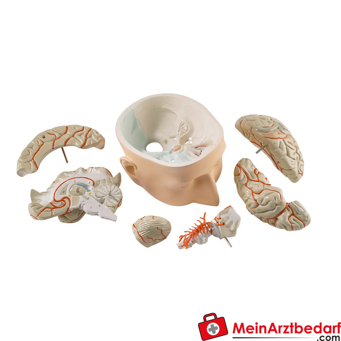 Erler Zimmer Head base with 7-piece brain