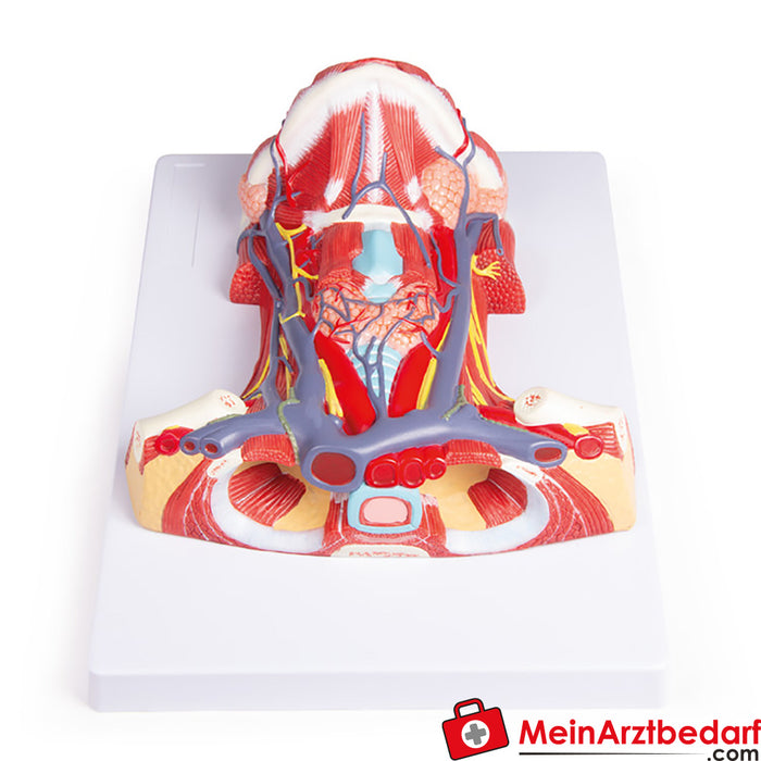 Erler Zimmer Anatomia del collo
