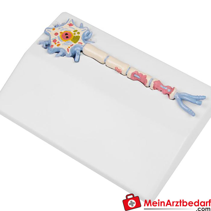 Erler Zimmer Neuron model with stages of multiple sclerosis - EZ Augmented Anatomy