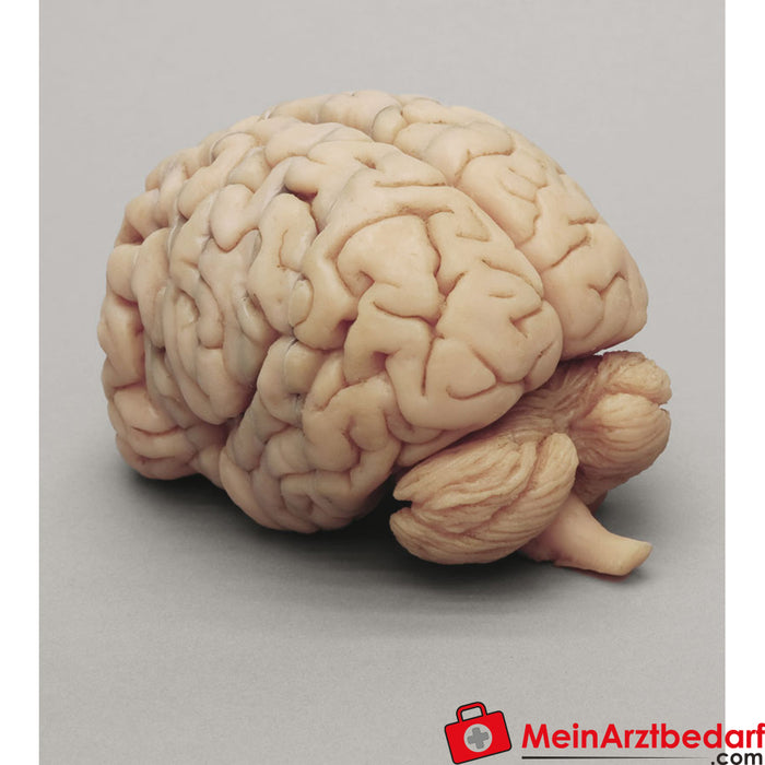 Erler Zimmer Cerebro humano en secciones frontales