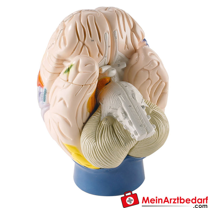 Erler Zimmer Modelo da função cerebral, 4 partes, tamanho 2x