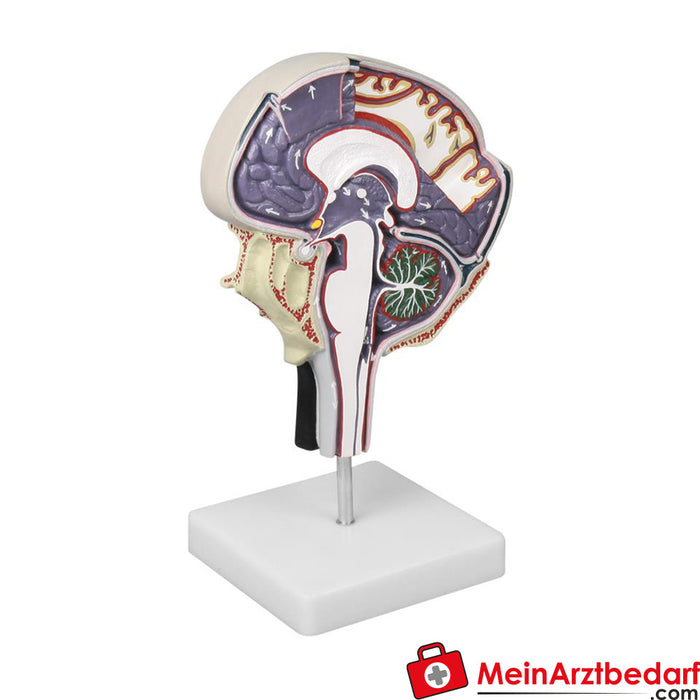 Erler Zimmer Cerebrospinal fluid circuit