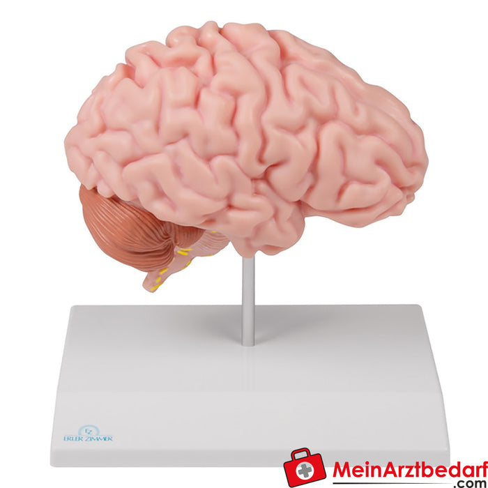 Erler Zimmer Hémisphère cérébral anatomique, grandeur nature - EZ Augmented Anatomy
