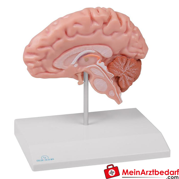 Erler Zimmer Hémisphère cérébral anatomique, grandeur nature - EZ Augmented Anatomy