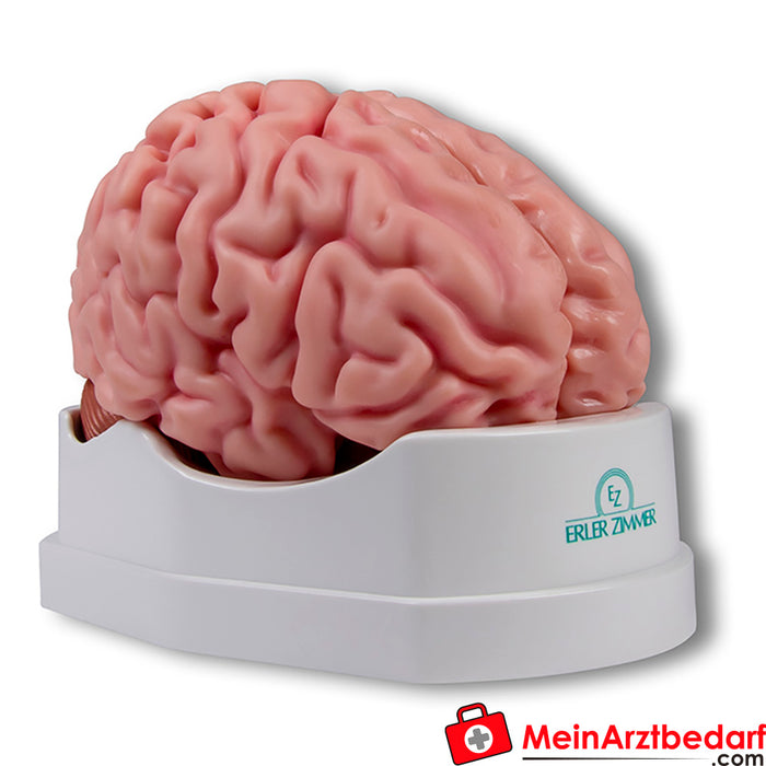 Erler Zimmer Modelo anatómico do cérebro, tamanho real, 5 peças - EZ Augmented Anatomy