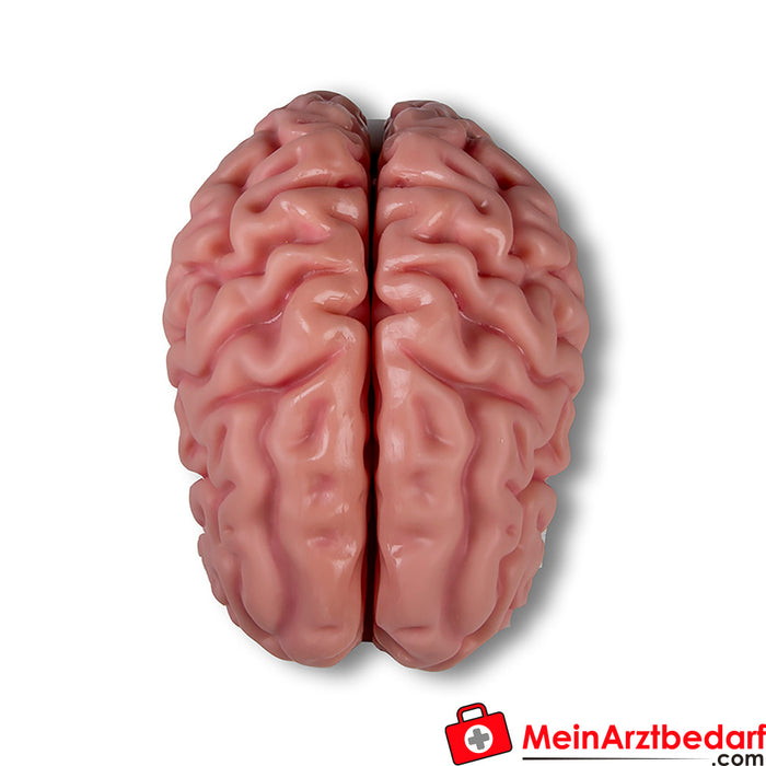 Modelo anatómico de cerebro Erler Zimmer, tamaño natural, 5 piezas - Anatomía aumentada EZ