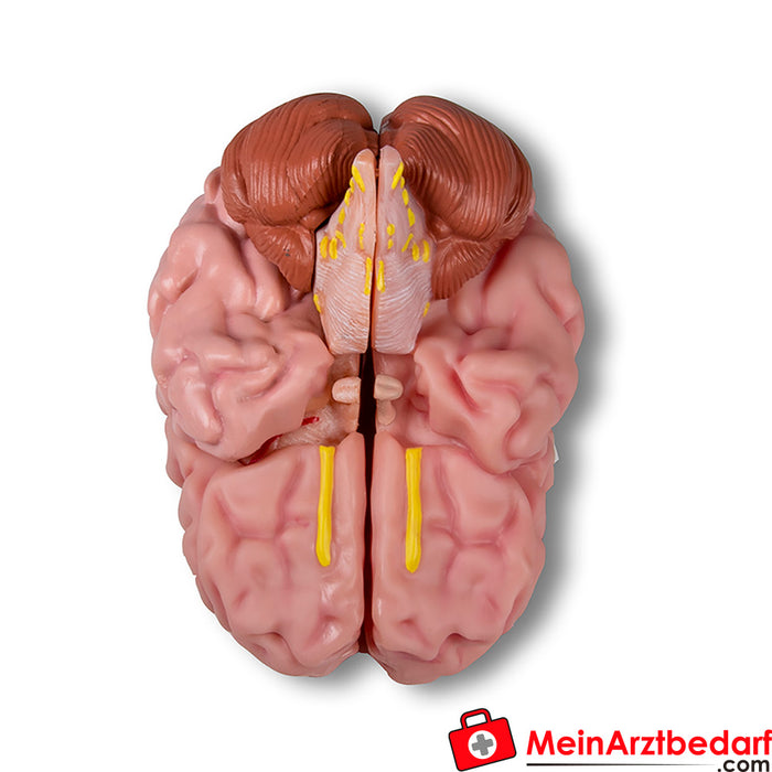 Erler Zimmer Modello anatomico del cervello, a grandezza naturale, 5 parti - EZ Augmented Anatomy