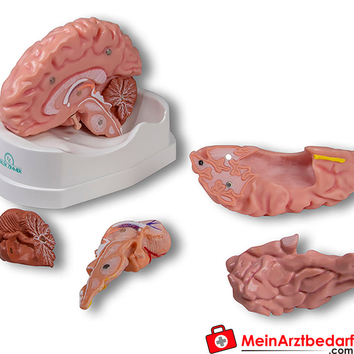 Modelo anatómico de cerebro Erler Zimmer, tamaño natural, 5 piezas - Anatomía aumentada EZ