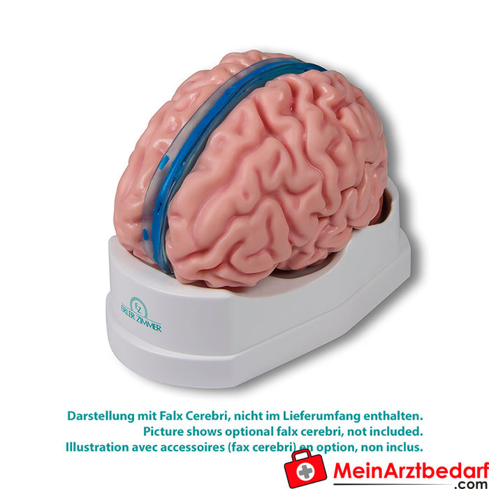 Erler Zimmer 解剖大脑模型，真人大小，5 件套 - EZ 增强解剖学