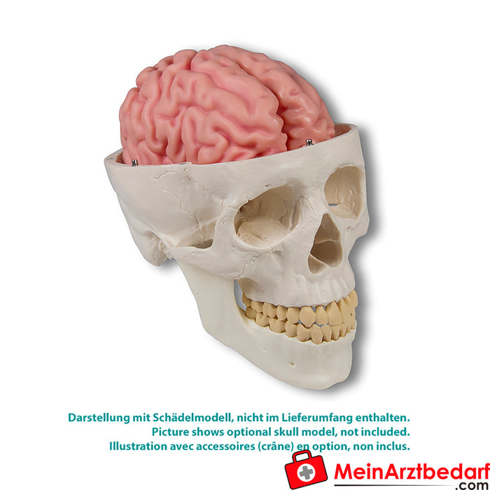 Erler Zimmer Modelo anatómico do cérebro, tamanho real, 5 peças - EZ Augmented Anatomy