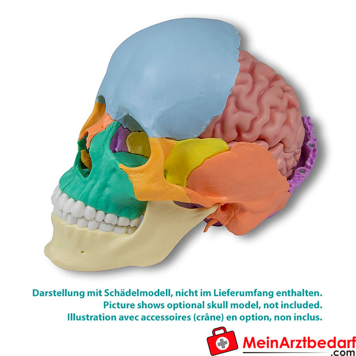 Erler Zimmer anatomik beyin modeli, gerçek boyutlu, 5 parçalı - EZ Augmented Anatomy