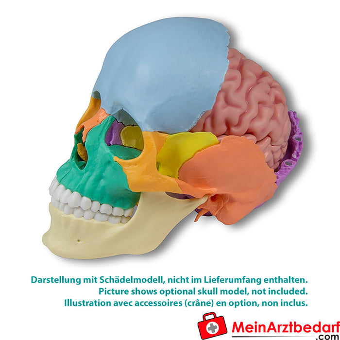 Erler Zimmer Anatomisch hersenmodel, levensgroot, 5 delen - EZ Augmented Anatomy