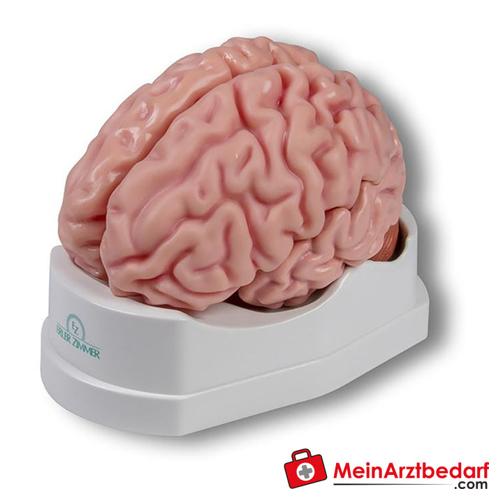 Modelo anatómico de cerebro Erler Zimmer, tamaño natural, 5 piezas - Anatomía aumentada EZ