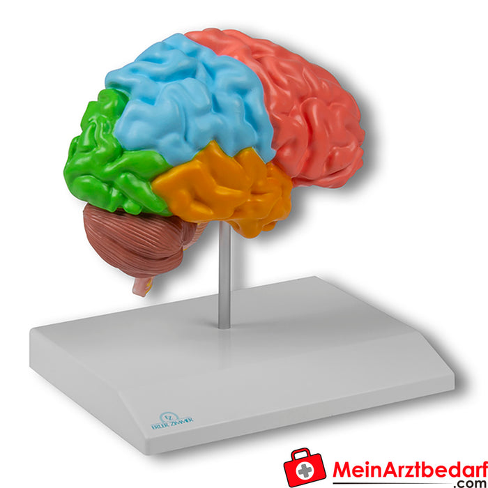Erler Zimmer Półkula mózgu, regionalna, naturalnej wielkości - EZ Augmented Anatomy