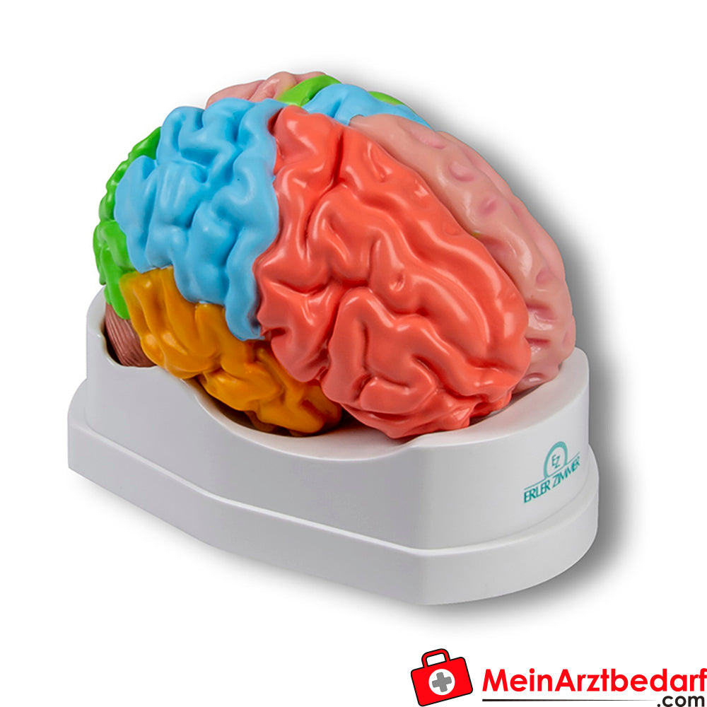 Erler-Zimmer Gehirnmodell funktionell/regional, lebensgroß, 5-teilig - EZ Augmented Anatomy.