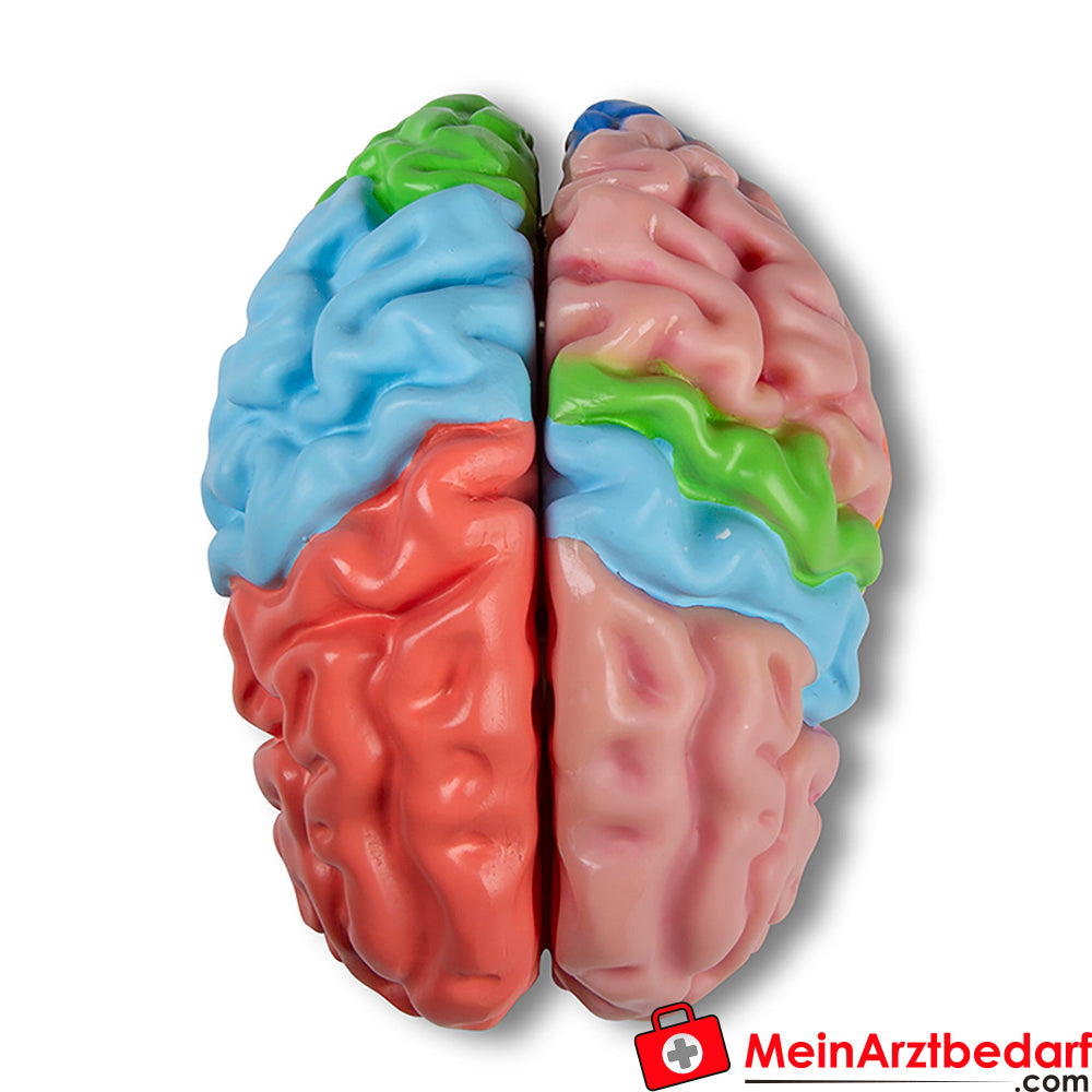 Erler-Zimmer Gehirnmodell funktionell/regional, lebensgroß, 5-teilig - EZ Augmented Anatomy.
