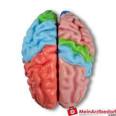 Erler-Zimmer Gehirnmodell funktionell/regional, lebensgroß, 5-teilig - EZ Augmented Anatomy.