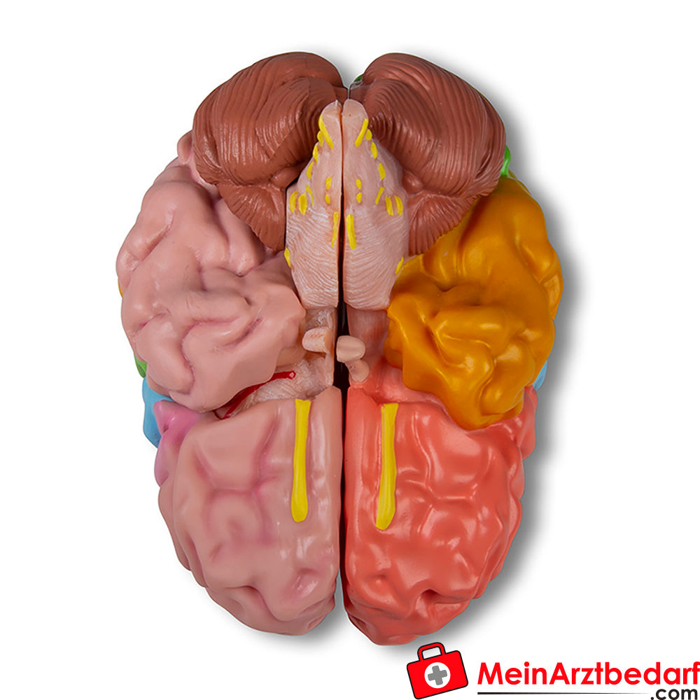 Erler-Zimmer Gehirnmodell funktionell/regional, lebensgroß, 5-teilig - EZ Augmented Anatomy.