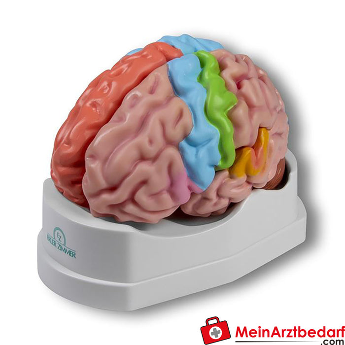 Erler Zimmer beyin modeli, fonksiyonel/bölgesel, gerçek boyutlu, 5 parça - EZ Augmented Anatomy
