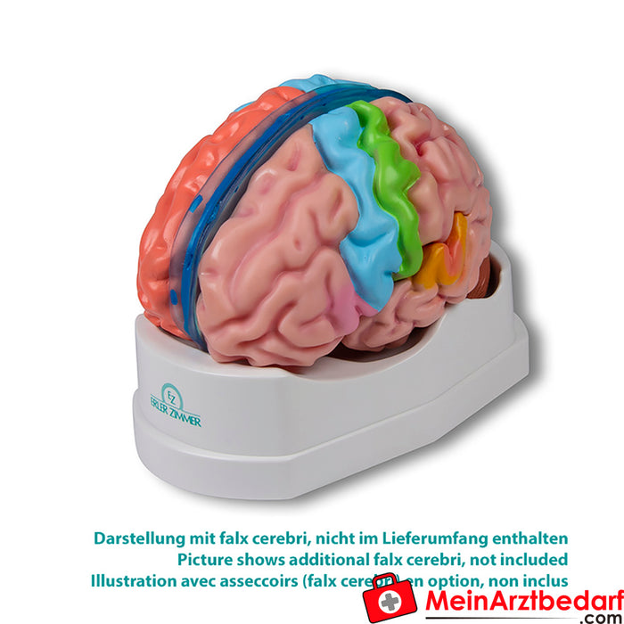 Erler Zimmer beyin modeli, fonksiyonel/bölgesel, gerçek boyutlu, 5 parça - EZ Augmented Anatomy