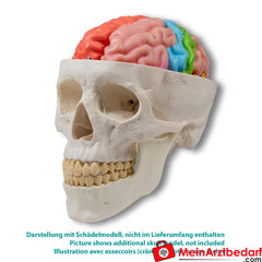 Erler-Zimmer Gehirnmodell funktionell/regional, lebensgroß, 5-teilig - EZ Augmented Anatomy.