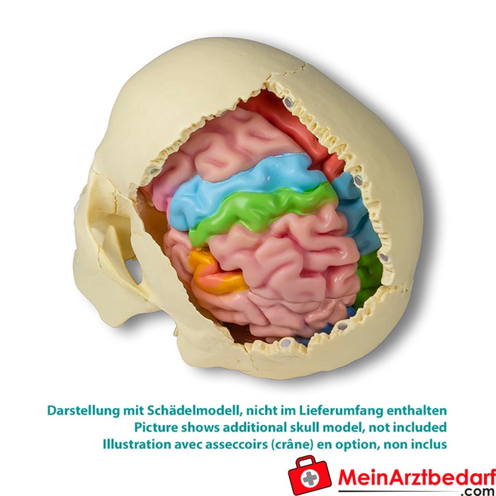 Erler Zimmer Modèle de cerveau fonctionnel/régional, grandeur nature, 5 pièces - EZ Augmented Anatomy