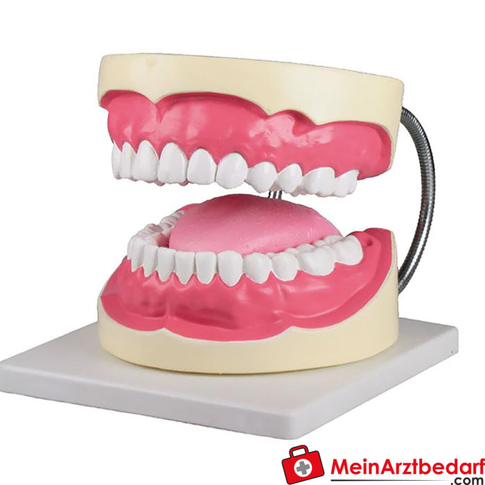 Erler Zimmer Modelo de cuidados dentários - 3 vezes o tamanho