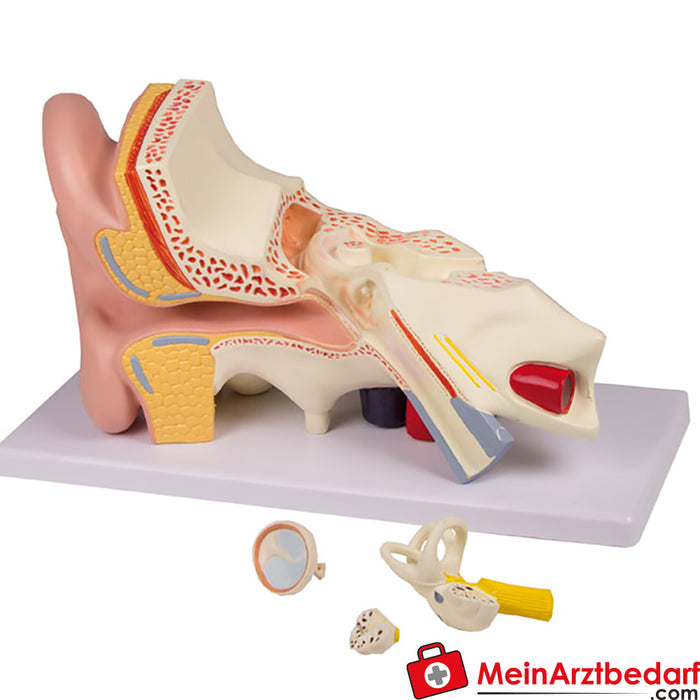 Erler Zimmer Oormodel, 3 keer zo groot, 4 delen - EZ Augmented Anatomy