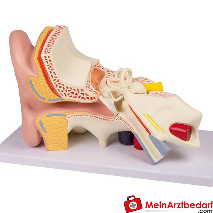 Erler Zimmer Modello di orecchio, dimensione 3 volte, 4 parti - Anatomia aumentata EZ