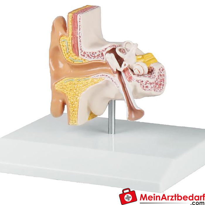 Erler Zimmer Modelo de orelha, tamanho 1,5x - EZ Augmented Anatomy