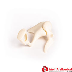 Erler-Zimmer Auditory Ossicles, 3 times life size.