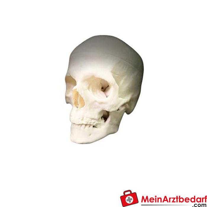 Erler Zimmer Cranio realistico, basato su Dicom
