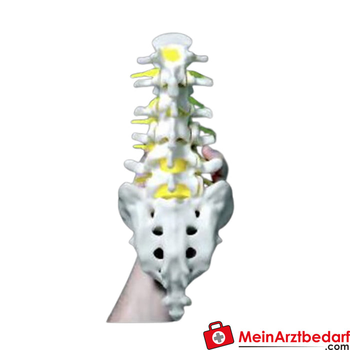 Erler Zimmer Colonna vertebrale lombare