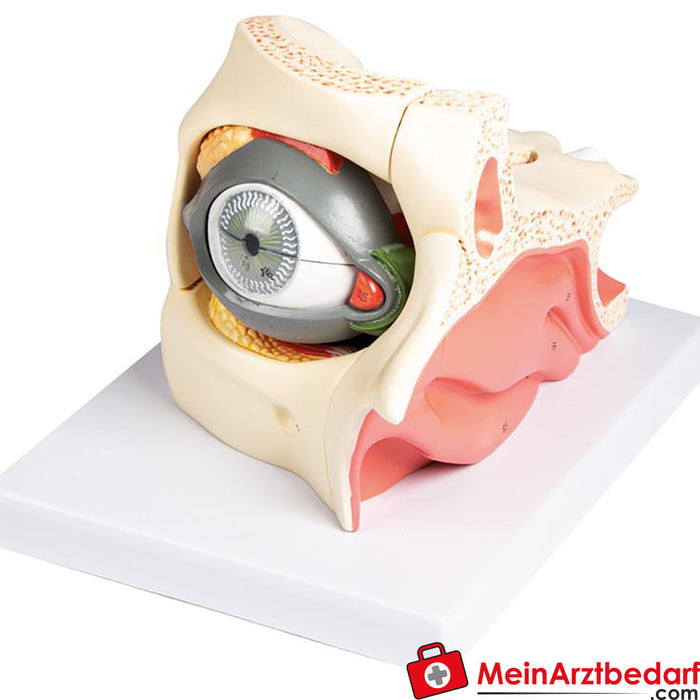 Erler Zimmer Auge mit Augenhöhle und Augenlid